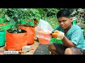 ஒரே மாதத்தில் பல லட்சம் மல்லிகை செடி பதியம் செய்யலாம் jasmin cuttings propagation