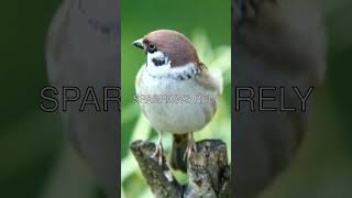 The Incredible Migration of Sparrows 🕊️