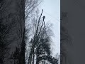 Завешивание и спуск макушки через соседний ствол chainsawman arboristika arboristlife husqvarna