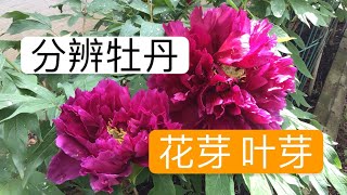 青石话牡丹芍药。牡丹花芽、叶芽的分辨 Tree Peony New Shoots