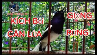 Chích chòe than mòi hót kích cực sung căn lửa. hót giọng rừng cực chuẩn