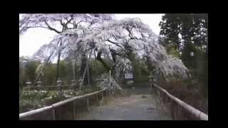 2012.4.22警戒区域・富岡町／宝泉寺