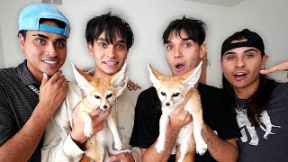 SURPRISING OUR TWIN BROTHERS WITH TWIN BABY FOXES!