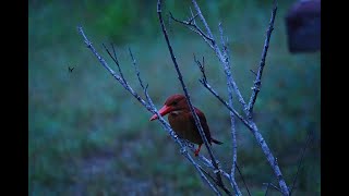 日の出11分前のアカショウビン