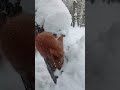 wiewiórka zimą❄️🐿 shorts wiewiórka sweetanimals zima winter squirrel redsquirrel śnieg snow