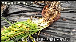 쪽파잎이 마르는 현상은