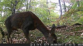 Roe deer - შველი - Capreolus capreolus