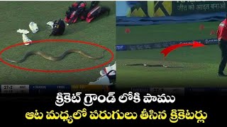 snake 🐍 entry in cricket ground || latest cricket news Telugu || king cobra in cricket ground LPL