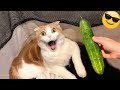 The Funniest Cats and Dogs Videos of 2024! 🤣🐶 Funniest Pet Make You Unable To Stop Laughing