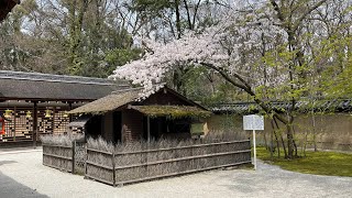 春の京都散策〜桜と鴨長明の方丈庵を訪ねて