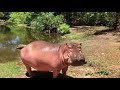 hit owen the most famous hippo in the world survivor of the tsunami in 2004 haller park kenya