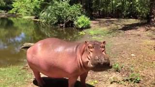 HIT: Owen - the most famous hippo in the world! Survivor of the tsunami in 2004 -Haller Park - Kenya