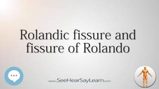 Rolandic fissure and fissure of Rolando    Anatomy Named After People 🔊