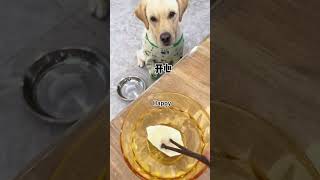 【旺仔很忙🐶Wangzai is busy】这狗子的偷感很重This dog's got a big sense of stealing.