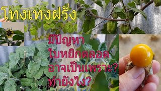 โทงเทงฝรั่งCape Gooseberryอัพเดทหลังจากปลูกไปกี่เดือนเเล้ว