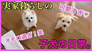 【子犬】実家暮らしのココの日常【マルプー】