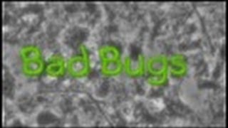 009 BAD BUGS