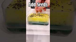 Watch Chia Seeds Grow in 12 Seconds! Fun Time-Lapse for Kids 🌱 | Smart Start with Miss Daisy