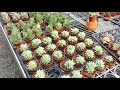 【一起買肉去】 13 埔茂花市 buy succulents together part13