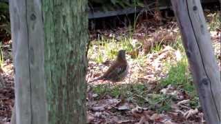 上坂部西公園で見たシロハラ