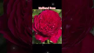 皇家胭脂Rosier Alain SouchonRouge Royale | 法国玫昂月季Meilland Rose