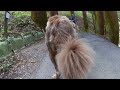 犬と御岳山に行く