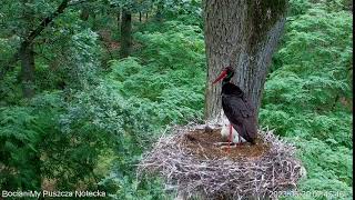 20230630(PL)黑鸛 😶第二隻寶寶被鷹綁走🤐 -chick kidnapped by hawk-Black stork Online Notecka Forest