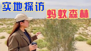 蚂蚁森林在现实中是啥样？实地走访62号梭梭林，这里有你种的树吗【旅途琪遇记】