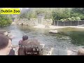 第7集 旅遊台第4篇–都柏林動物園 黑猴 合趾猿 長臂猿 紅毛猩猩 灰狼 小熊貓 海獅 長頸鹿 斑馬 羚羊 犀牛 大猩猩 象 犀鳥 㺢㹢狓 孔雀