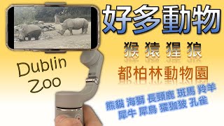 [第7集: 旅遊台第4篇–都柏林動物園] 黑猴|合趾猿|長臂猿|紅毛猩猩|灰狼|小熊貓|海獅|長頸鹿|斑馬|羚羊|犀牛|大猩猩|象|犀鳥|㺢㹢狓|孔雀