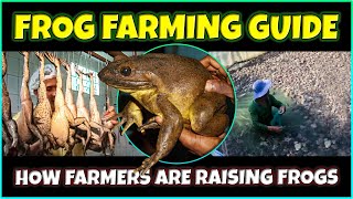 How to Raise Frogs from Eggs/Tadpoles for Meat | Is Frog Farming a Profitable  Business?