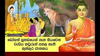 🐕කුක්කුර ජාතකය / අදටත් එකසේ ගැලපෙන බෝසත් සුනඛයාගේ කතාව