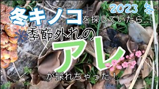 【キノコ採り 2023⑬】冬きのこを探していたら…季節外れの「アレ」が採れちゃった！