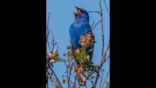 HDObservations : Indigo Bunting (4K UHD)