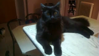 Ο μαύρος γάτος - Βασίλης Παπακωνσταντίνου - BEST VERSION!!!