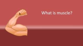 What is muscle ?