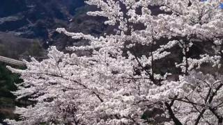 大鹿村大西公園 桜2