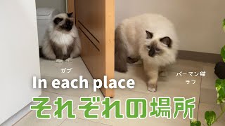 バーマン猫ガブとラフとミカ【それぞれの場所】In each place（バーマン猫）Birman/Cat