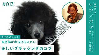 【ブラッシング】獣医師が解説！頻度・スリッカーブラシの正しい使い方【獣医師ツジノボル】