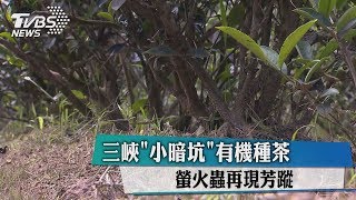 三峽「小暗坑」有機種茶　螢火蟲再現芳蹤