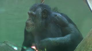 Chimpanzee escapes enclosure (2010-08-30)