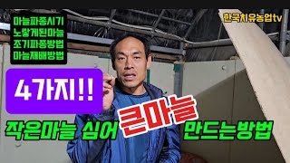 마늘재배방법 정확히 알려드립니다.마늘파종시기는 언제까지가능한가? 마늘밑거름중요성.겨울철 공짜 동해방지 방법.누보-넌마늘난양파 완효성코팅비료 효과