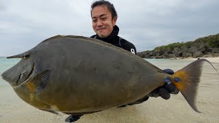 Catching a Mysterious and Huge Fish With Horns by Freediving