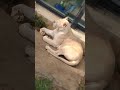 秋網🦒⑧ホワイトライオン・白獅子・リズムちゃん・沖縄こどもの国・・・white_lion・okinawa zoo u0026 museum 20231113