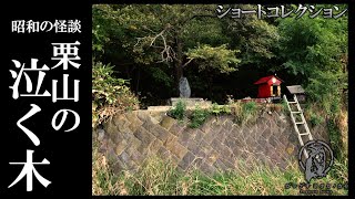 【ショート動画】栗山の泣く木 20201005