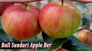 Ball Sundari Apple Ber Successful Farming in india | Contact : 9333227579