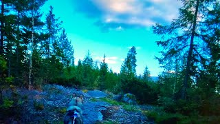 Evening skies - Beautiful and Relaxing Forest - Soothing music