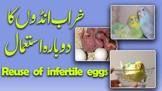 how to reuse birds infertile eggs. Video no 500