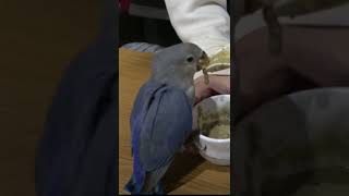 コザクラインコの雛は食欲が凄い！？