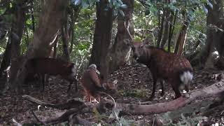 西部林道　神々しいヤクシカ　屋久島　yakushima